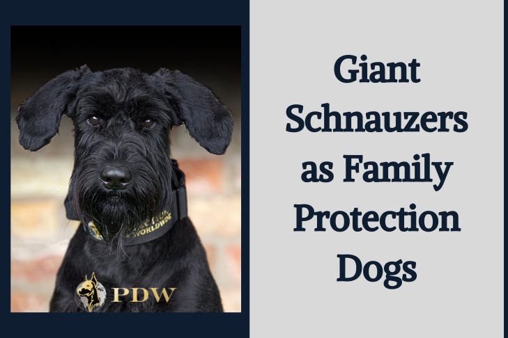 Giant Schnauzers as Family Protection Dogs